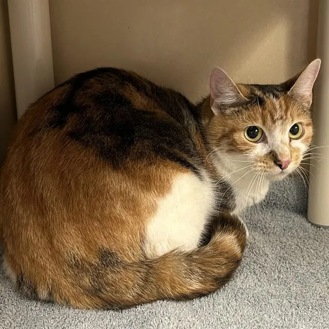 An adult medium-sized female Domestic Short Hair cat named Bernadette for adoption in Lincolnton, NC