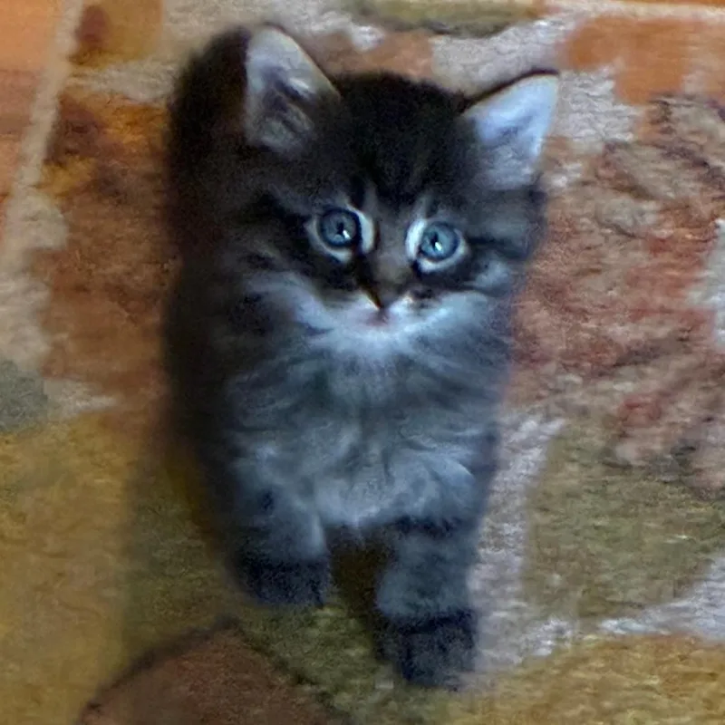 A baby small-sized male Brown / Chocolate Domestic Short Hair cat named Walnut for adoption in Columbia, MO