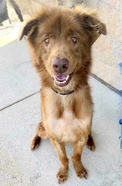 An adult large-sized male Red / Chestnut / Orange Mixed Breed dog named Marley for adoption in Georgetown, TX