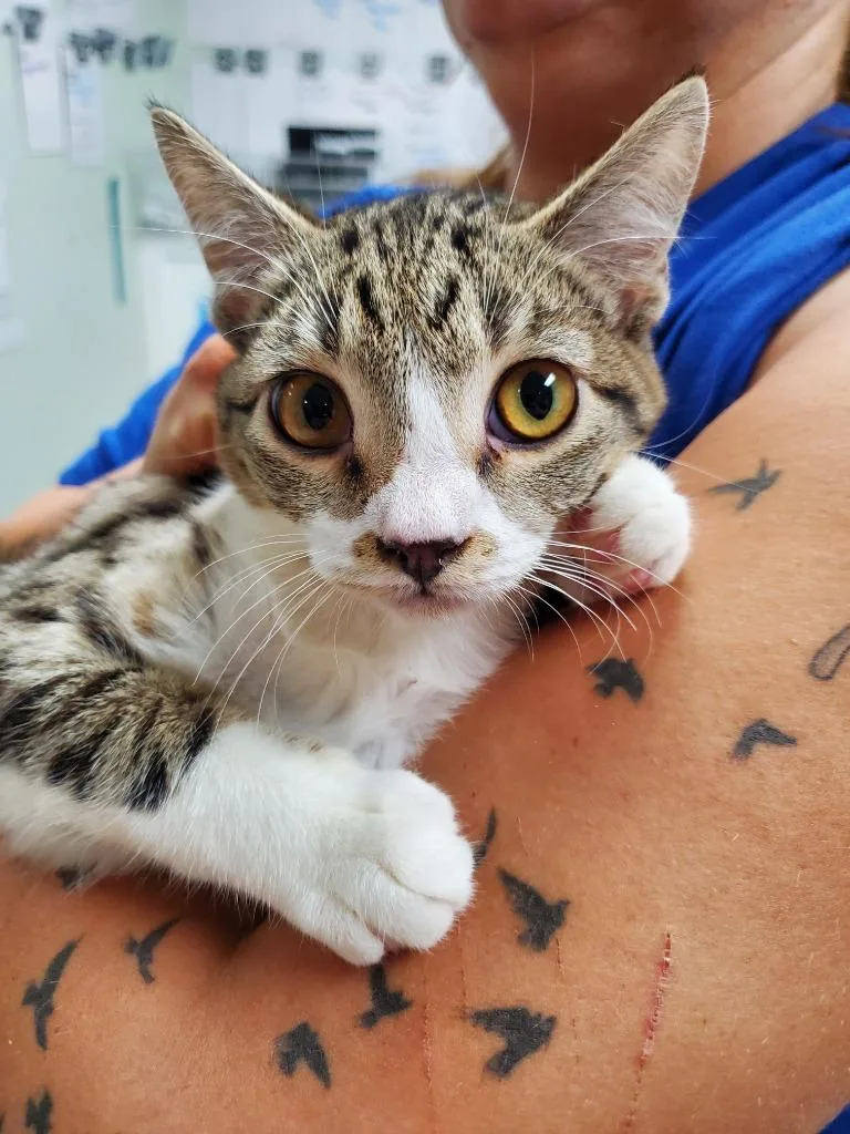 A baby medium-sized male Domestic Short Hair cat named Simba Tabby for adoption in Rome, GA