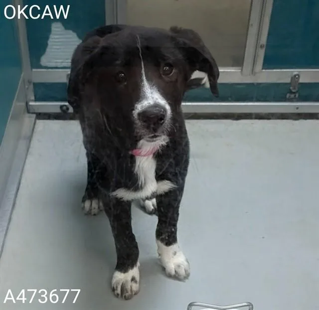 A baby small-sized female Australian Shepherd dog named A for adoption in Oklahoma City, OK