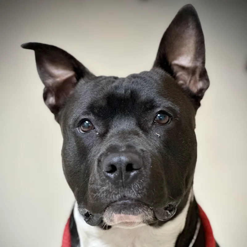 A young large-sized male Black Pit Bull Terrier dog named Dozer for adoption in Columbia, MD