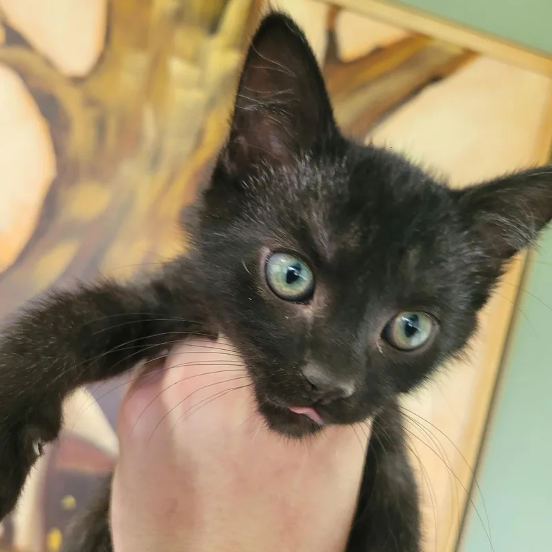 A baby small-sized male Black Domestic Short Hair cat named Terzo for adoption in Spencer, IA
