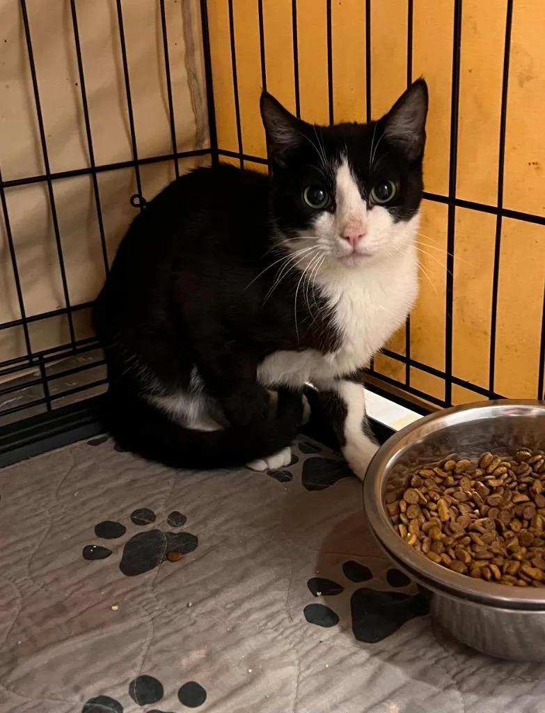 A young medium-sized male Black & White / Tuxedo Tuxedo cat named Muzi for adoption in Mira Loma, CA
