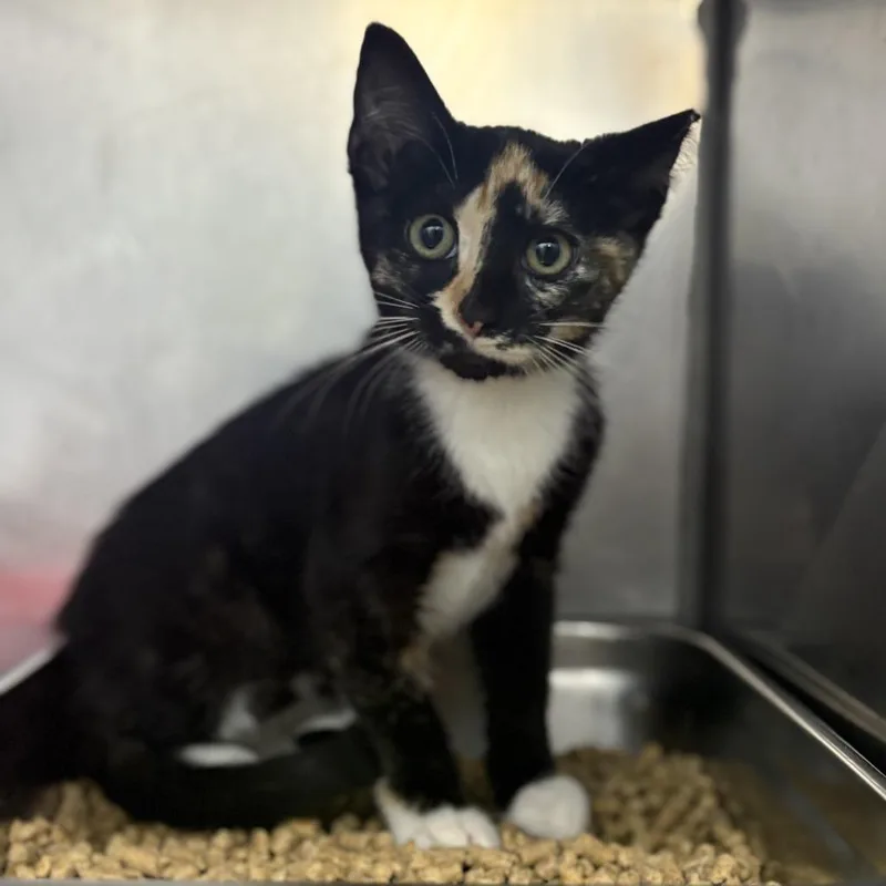 A baby small-sized female Black Domestic Short Hair cat named Tootsie for adoption in Yanceyville, NC