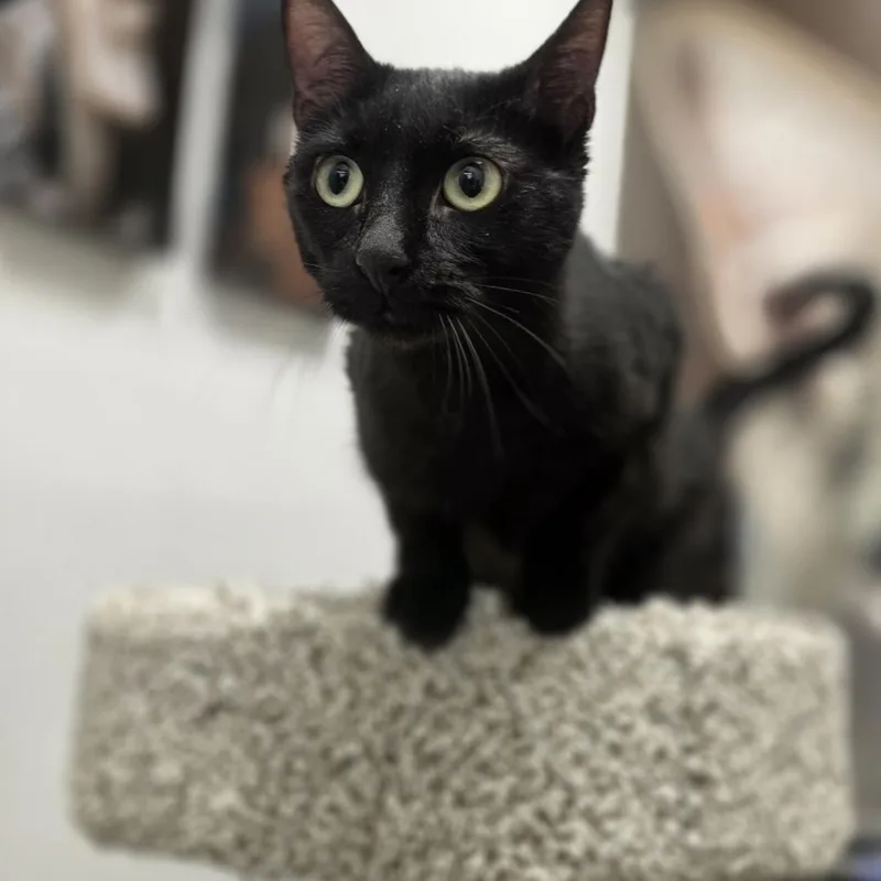 An adult small-sized female Black Domestic Short Hair cat named Estrella  Meet Me for adoption in Farmington, MN