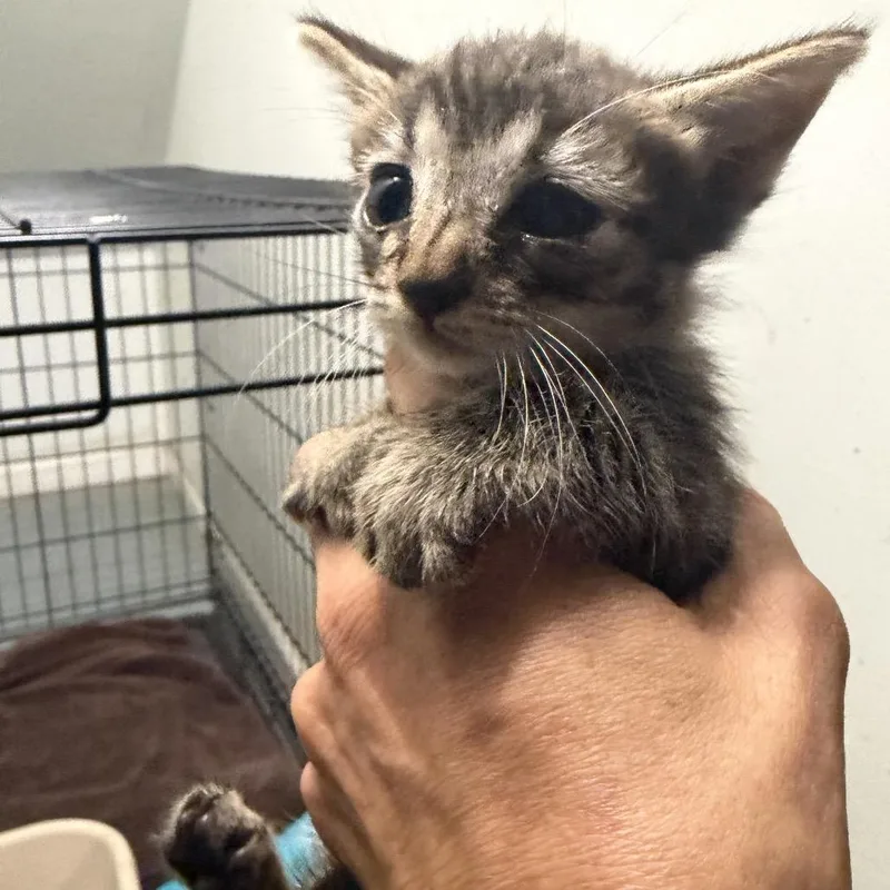 A baby small-sized male Gray / Blue / Silver Domestic Short Hair cat named Shiloh for adoption in Parrish, AL