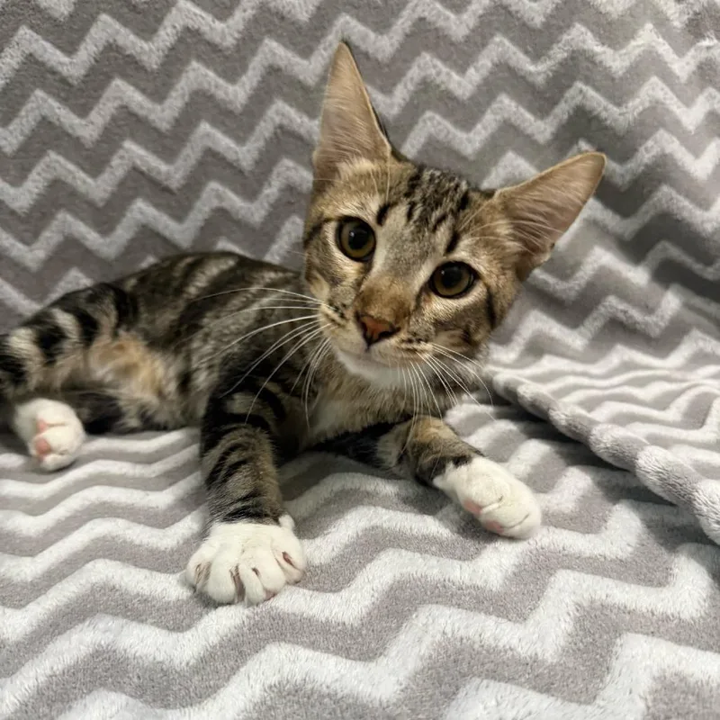 A baby small-sized male Brown / Chocolate Domestic Short Hair cat named Charmander for adoption in Brea, CA