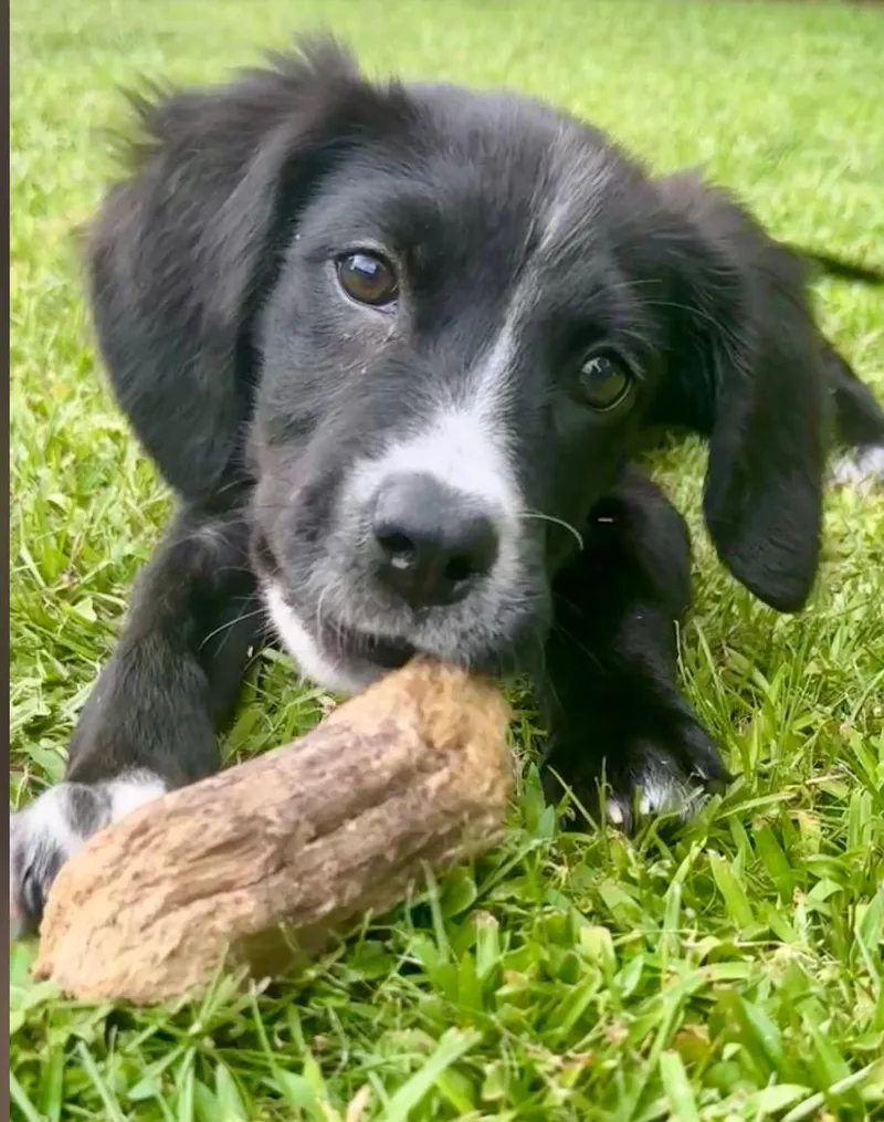 A baby medium-sized female Border Collie dog named Eve for adoption in Pensacola, FL