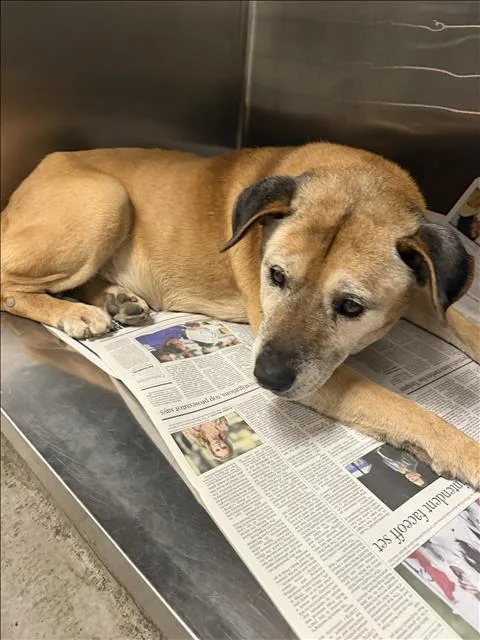 A senior medium-sized male Black Mouth Cur dog named Paco for adoption in Van Nuys, CA