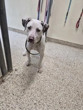 A young medium-sized female Mixed Breed dog named Speckles for adoption in Clarks Summit, PA