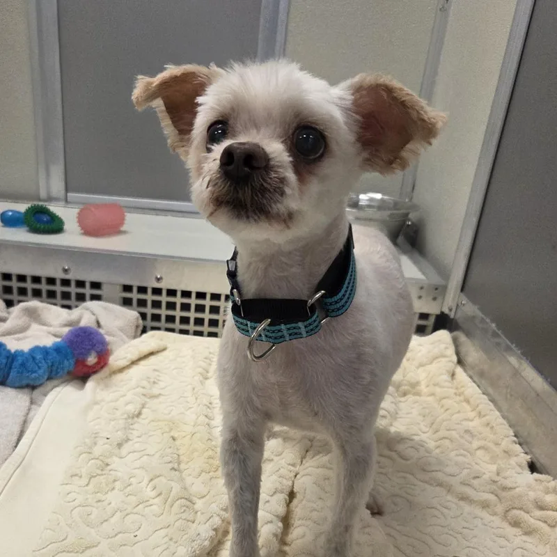 A senior small-sized male White / Cream Mixed Breed dog named Muppet for adoption in Hinsdale, IL
