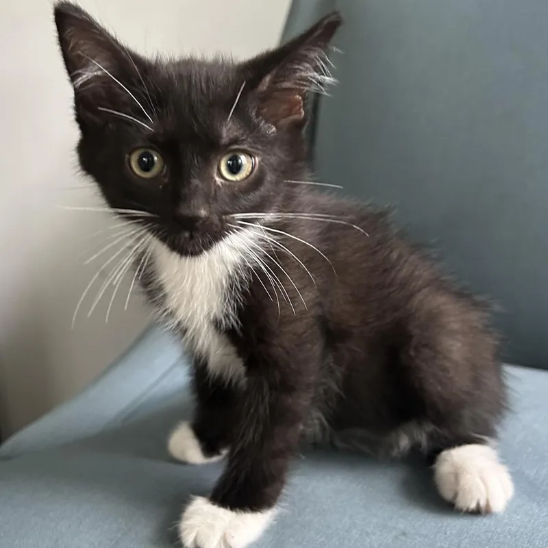 A baby small-sized male Black Domestic Short Hair cat named Venus for adoption in Hinsdale, IL