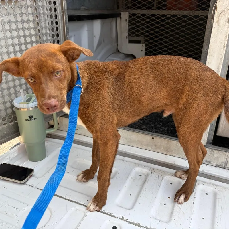 A young small-sized male Red / Chestnut / Orange Shepherd dog named Gecko for adoption in Edinburg, TX