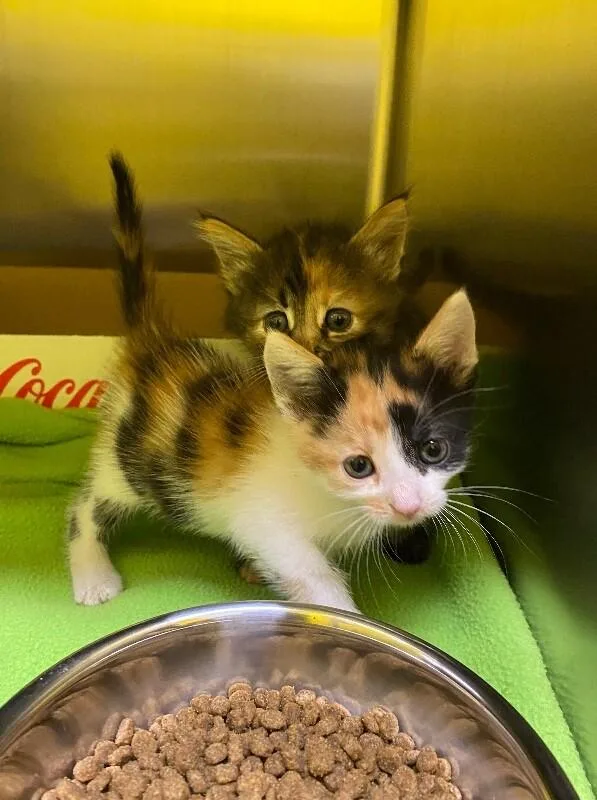A young medium-sized female Calico Domestic Short Hair cat named Dilly for adoption in Jackson, TN