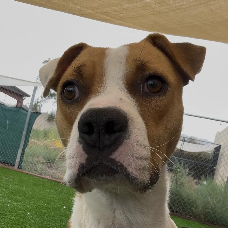 An adult medium-sized male Pit Bull Terrier dog named Donut for adoption in Flagstaff, AZ