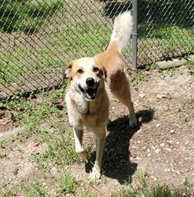 An adult extra large-sized male Great Pyrenees dog named Max for adoption in Fort Walton Beach, FL