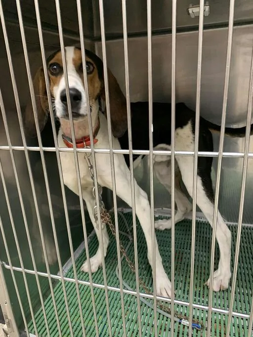 A young large-sized male Treeing Walker Coonhound dog named Cash for adoption in TULSA, OK