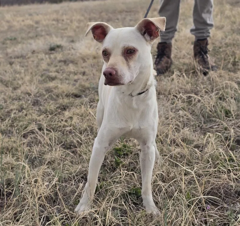 An adult small-sized male Brown / Chocolate Chihuahua dog named Link for adoption in Sedalia, CO