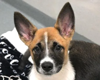 A baby small-sized female Mixed Breed dog named Stella for adoption in West Seneca, NY