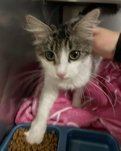 A young small-sized female Domestic Long Hair cat named Stormfly for adoption in Killeen, TX