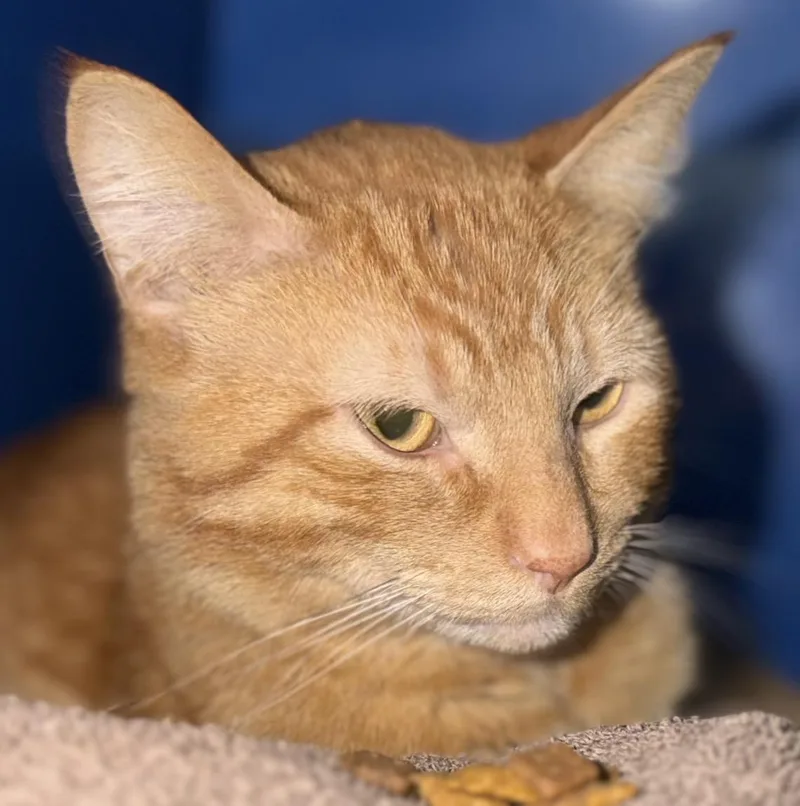 A young medium-sized male Tabby (Orange / Red) Domestic Short Hair cat named Morris for adoption in Sault Sainte Marie, MI