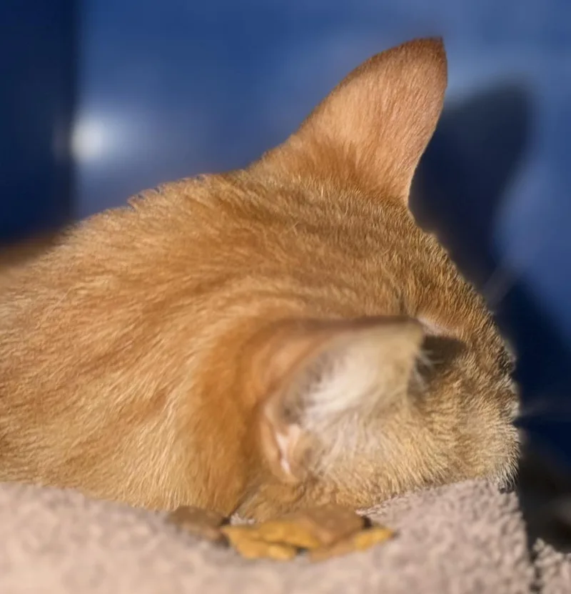 Morris thumbnail 4