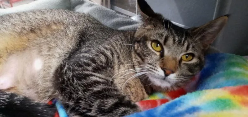 A young medium-sized female Domestic Short Hair cat named Cheyenne for adoption in Naples, FL