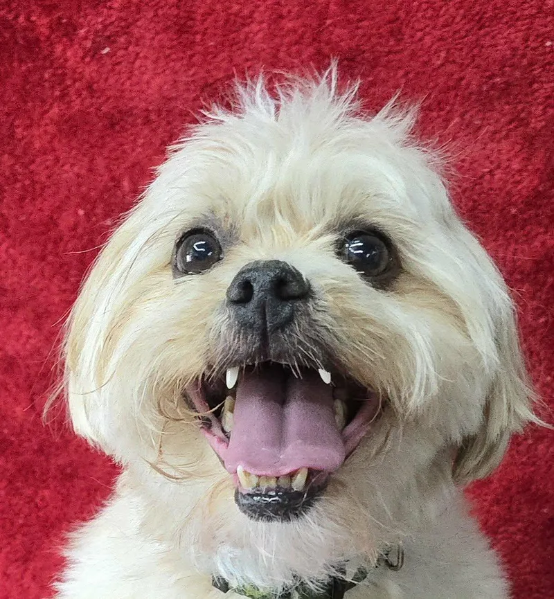 A senior small-sized male White / Cream Shih Tzu dog named Benji for adoption in Newport, TN