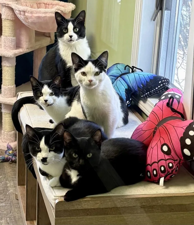 A young medium-sized male Domestic Short Hair cat named Omar Sharif for adoption in Warren, CT