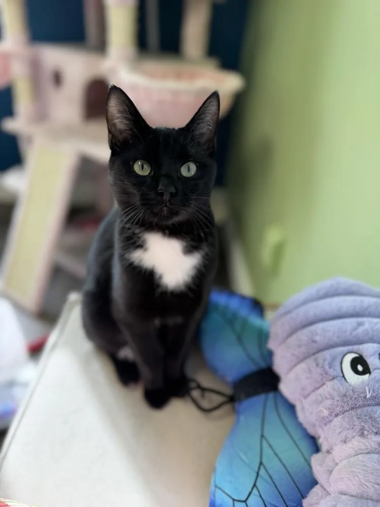 Omar Sharif thumbnail 5