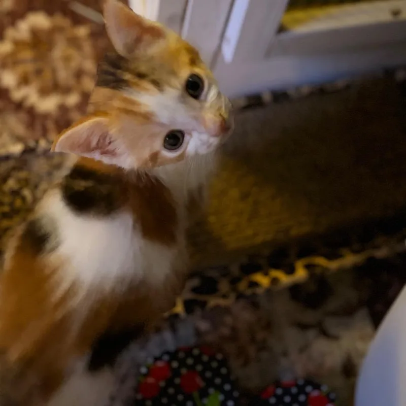 Bibble thumbnail 4