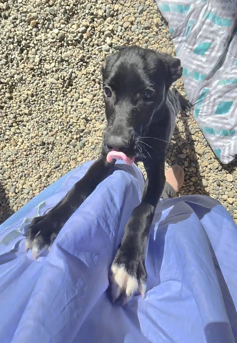 A baby medium-sized female Labrador Retriever dog named Rotini for adoption in Sterling Heights, MI