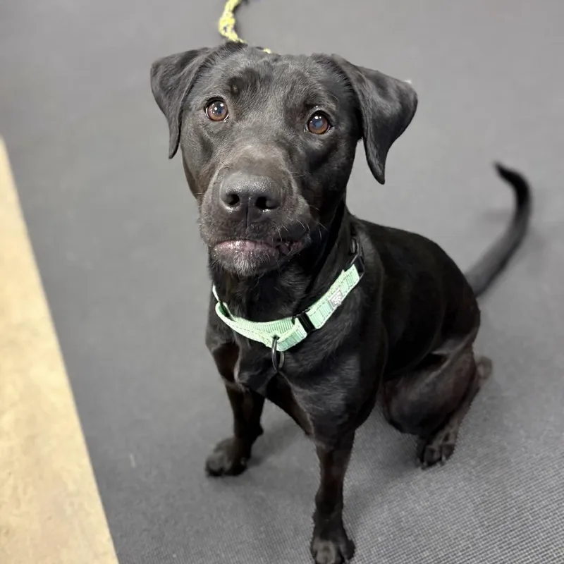 A young medium-sized female Black Mixed Breed dog named Layla for adoption in Westhampton, NY