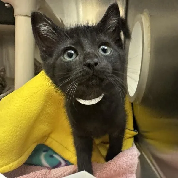 A baby small-sized male Domestic Short Hair cat named Nerds for adoption in Walnut Creek, CA