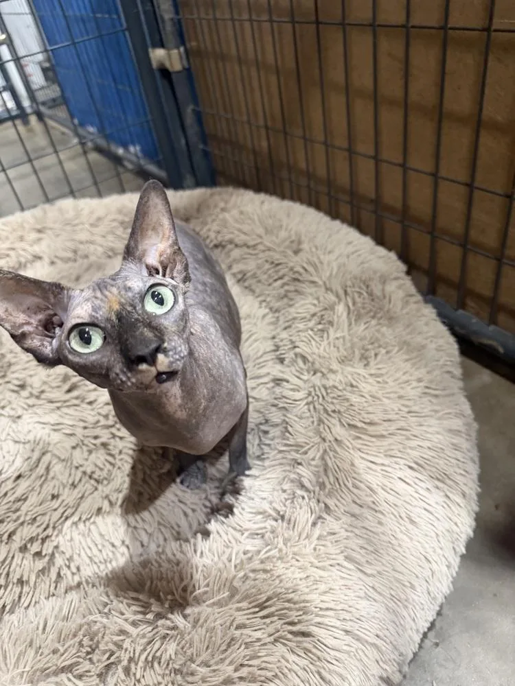 An adult medium-sized female Gray / Blue / Silver Sphynx / Hairless Cat cat named Fraeda for adoption in Sanger, TX