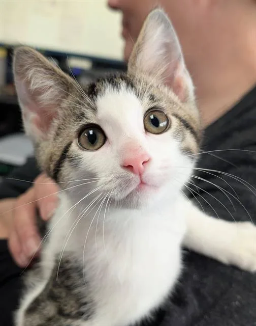 A baby small-sized male Domestic Short Hair cat named Cosmo for adoption in Canfield, OH