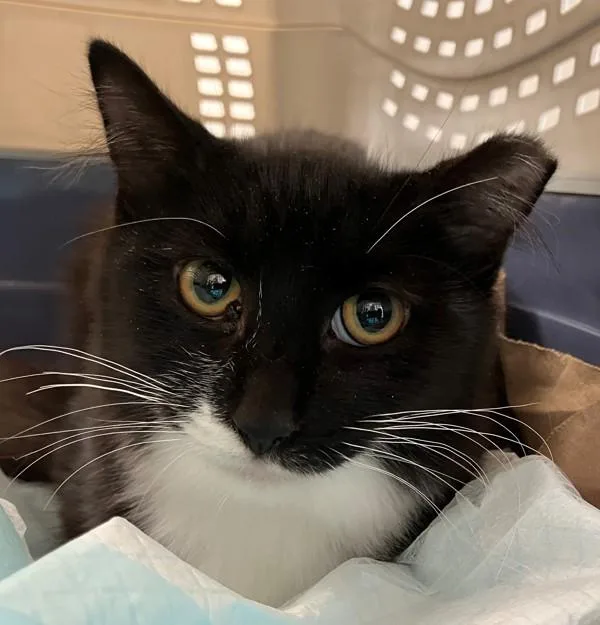 A young medium-sized male Domestic Medium Hair cat named Hollis for adoption in Staten Island, NY