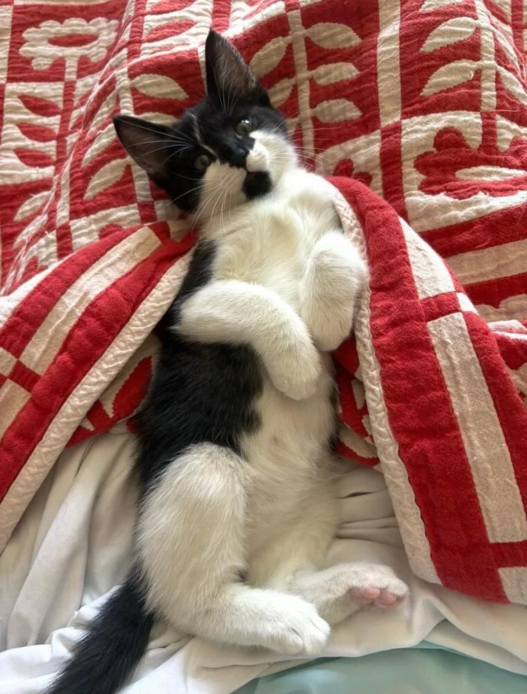 A baby medium-sized male Black & White / Tuxedo Domestic Short Hair cat named Harry for adoption in Oceanside, CA