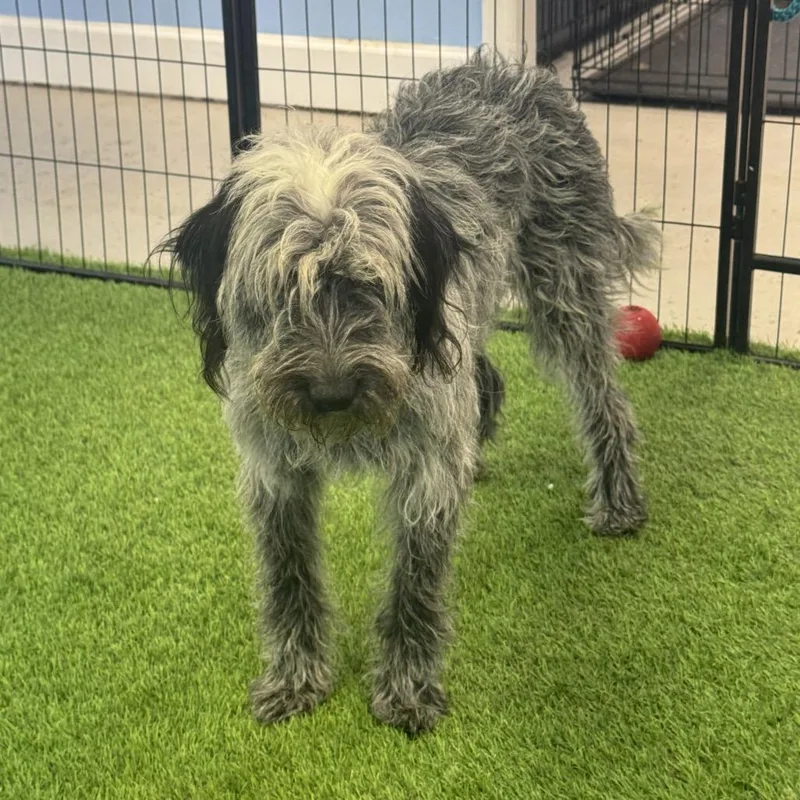 An adult medium-sized female Gray / Blue / Silver Poodle dog named Waddles for adoption in Huntsville, AL