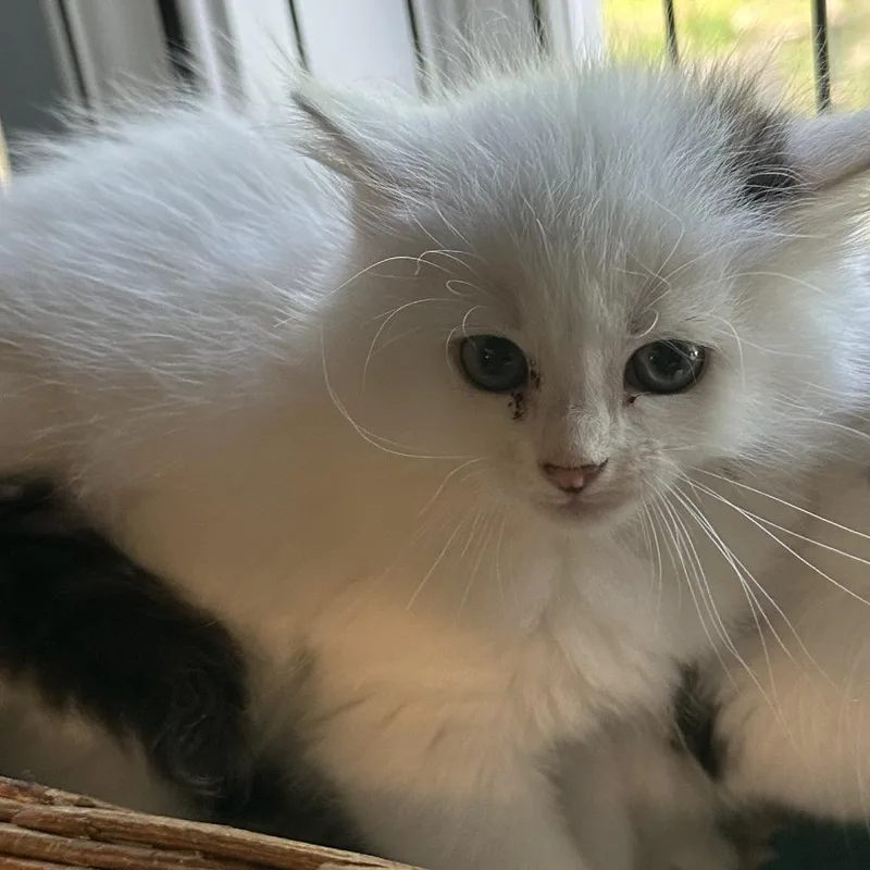 A baby small-sized male White Domestic Medium Hair cat named Swoosh for adoption in Wappingers Falls, NY