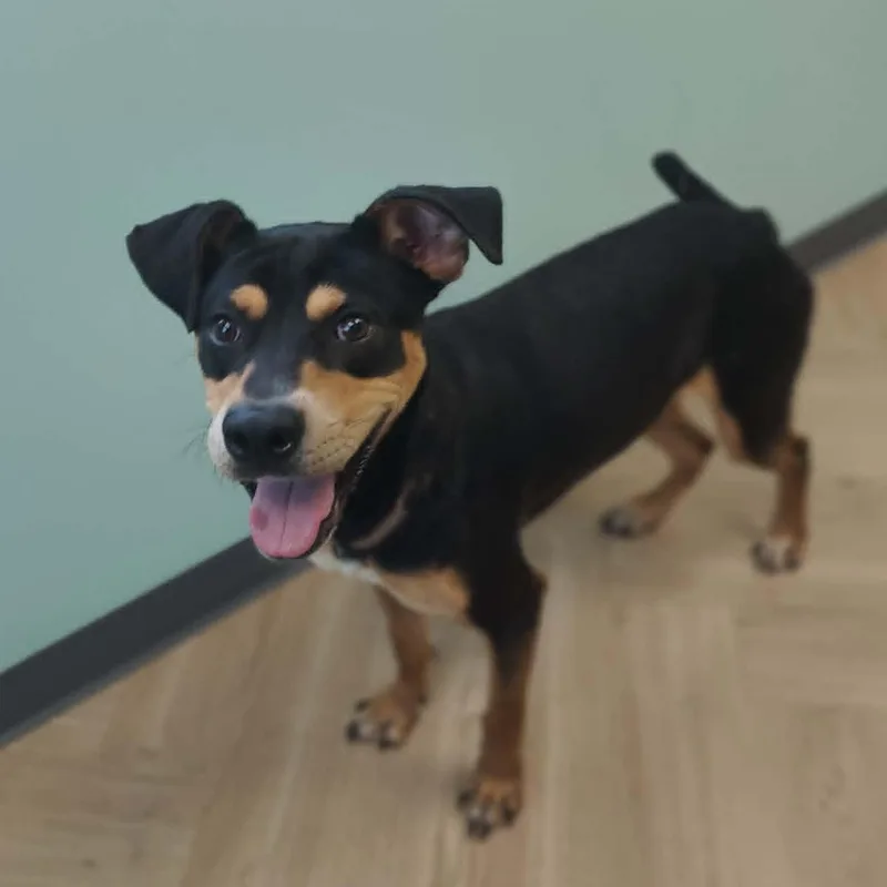 An adult medium-sized male Mixed Breed dog named Robert for adoption in Manchester, TN
