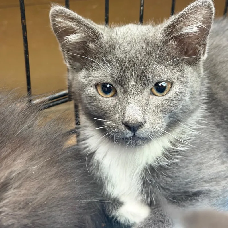 A baby small-sized female Gray / Blue / Silver Domestic Short Hair cat named Pressure Cooker for adoption in Westminster, CA