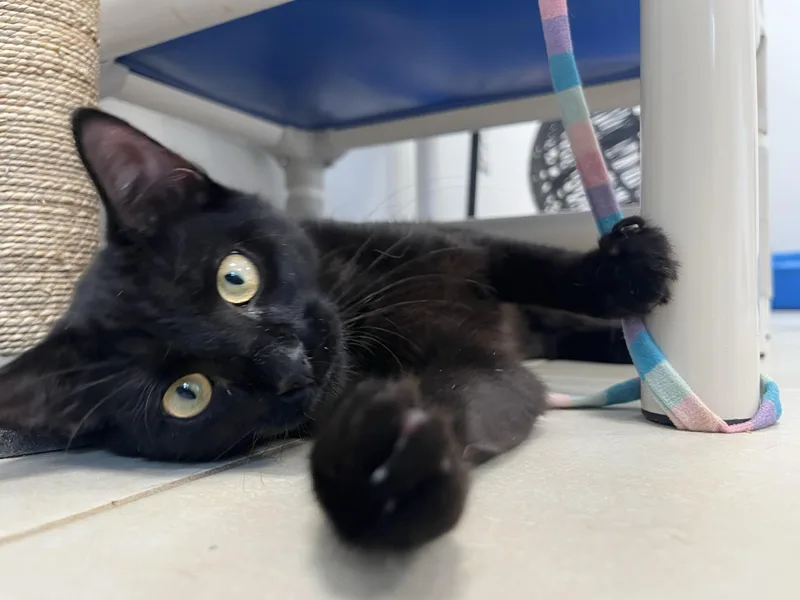 A baby small-sized male Black American Shorthair cat named Hercules for adoption in North Haven, CT