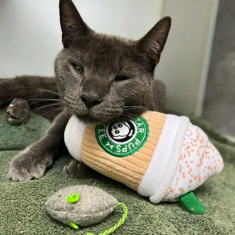 An adult medium-sized male Gray / Blue / Silver Domestic Short Hair cat named Mcfancy for adoption in Newark, NJ