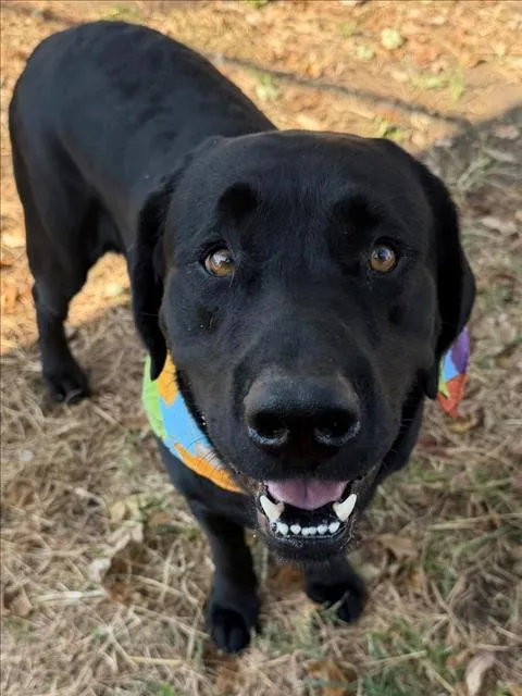 Chico