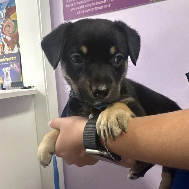 A baby small-sized female Black Shepherd dog named Blue Bell for adoption in Northbrook, IL