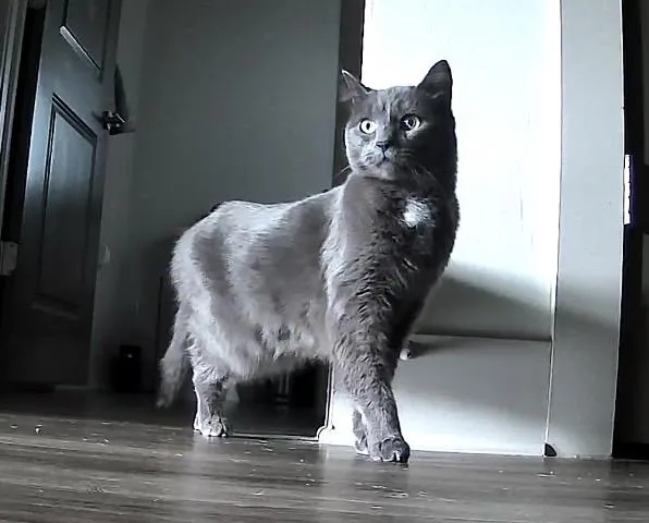 A young small-sized female Domestic Short Hair cat named September for adoption in Charlotte, NC