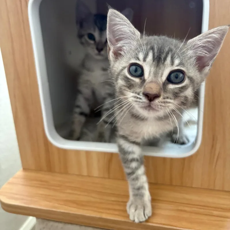 A baby small-sized female Gray / Blue / Silver Domestic Short Hair cat named Hula Girl for adoption in Costa Mesa, CA