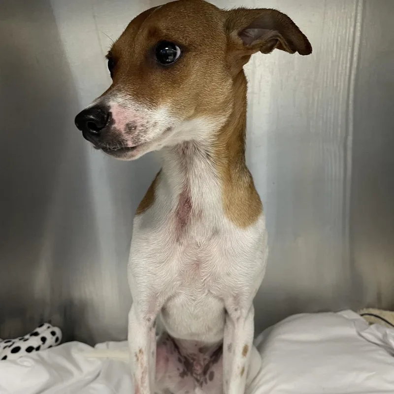 An adult small-sized male Yellow / Tan / Blond / Fawn Rat Terrier dog named Brodie for adoption in LOXAHATCHEE, FL